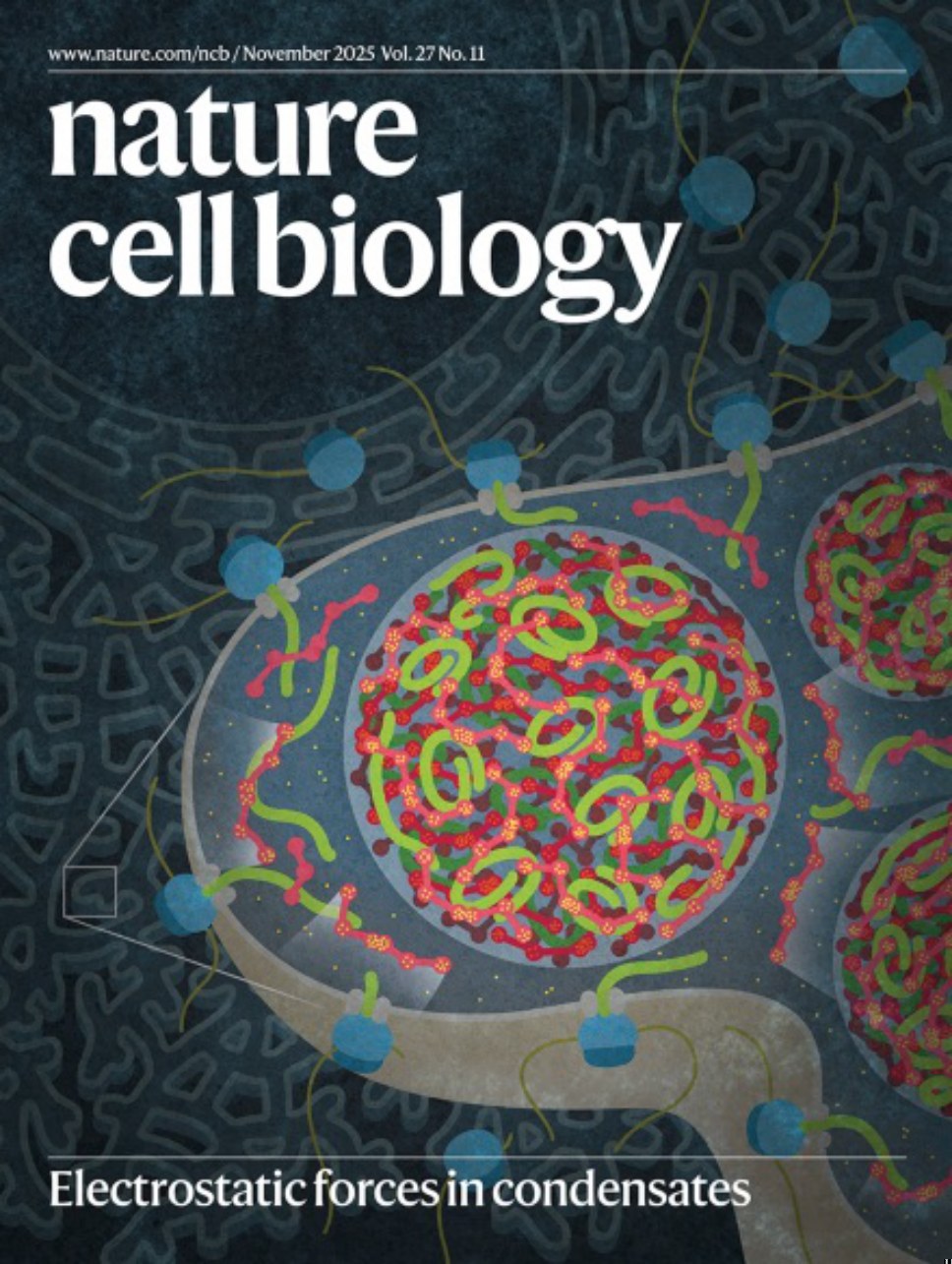 Nature Cell Biology-Volume 27 Issue 11, November 2025 电子版PDF(图1)