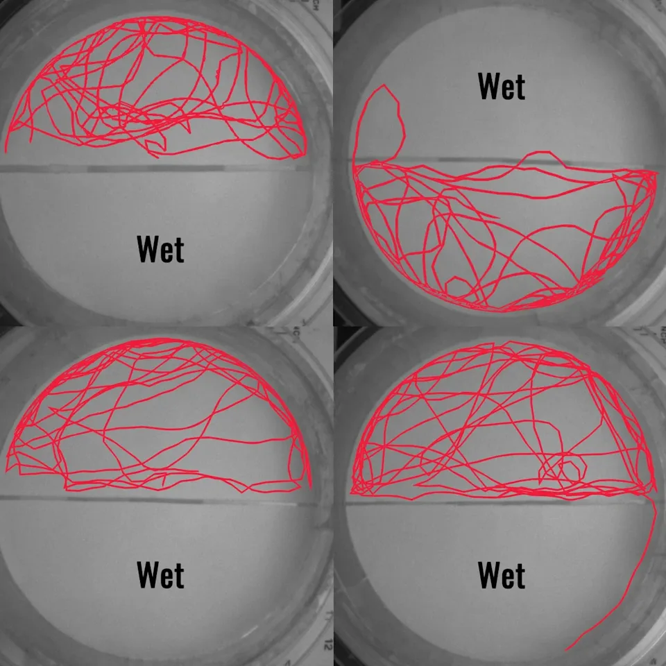 意外发现揭示床虫惧怕的简单之物(图3)