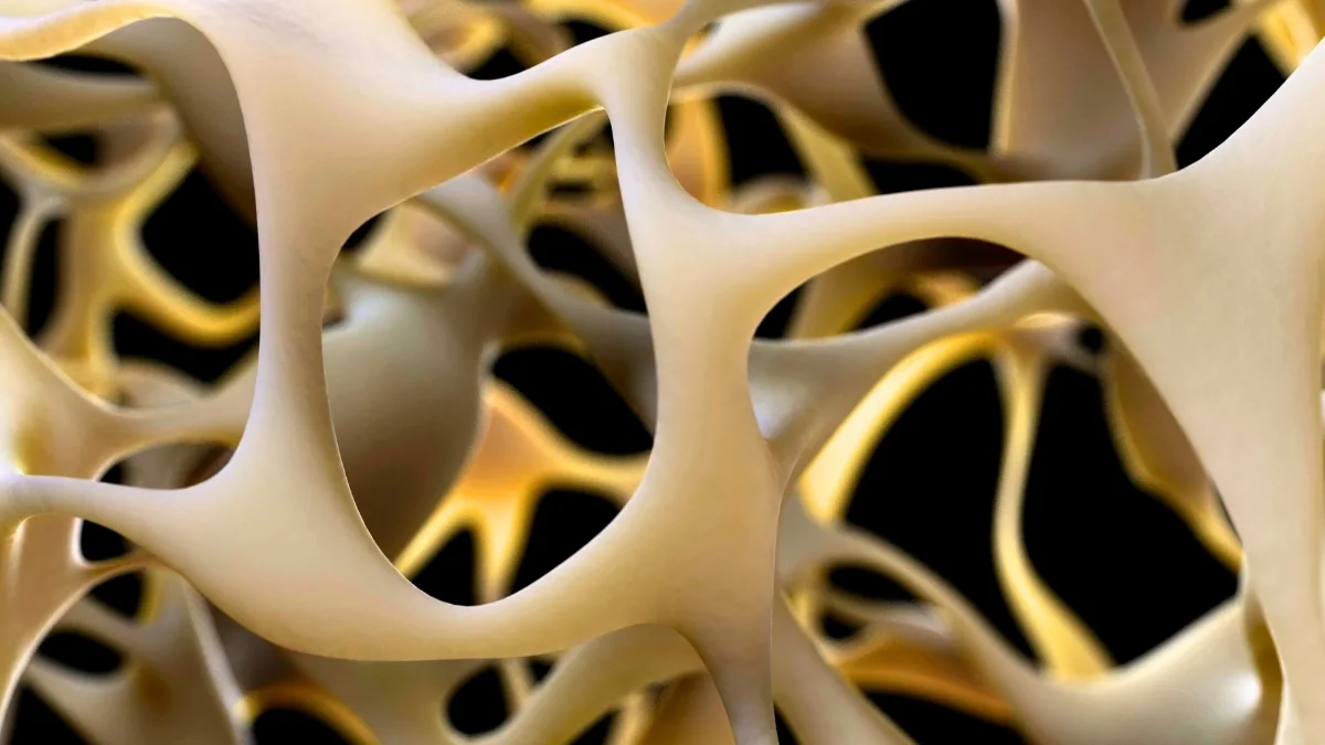 突破性进展有望逆转骨质疏松(图1)