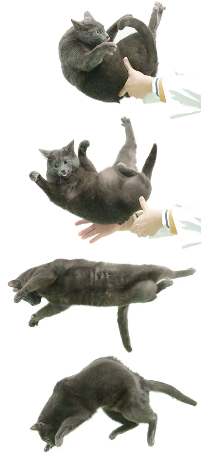 科学家发现猫咪落地时翻转的全新原因(图2)