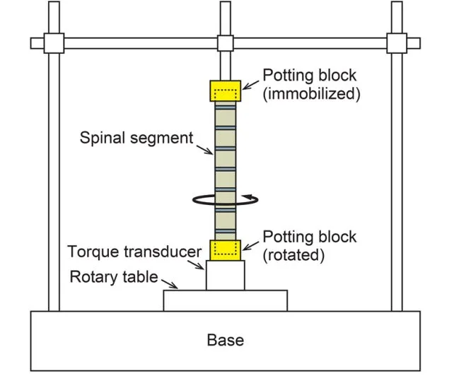 科学家发现猫咪落地时翻转的全新原因(图3)