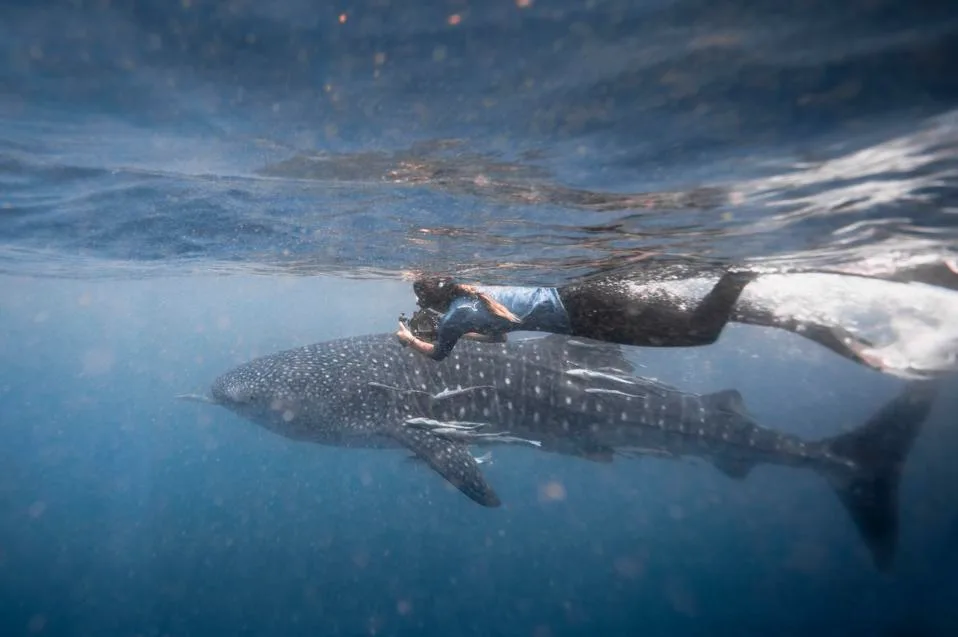 一只儒艮的印度洋历史性迁徙(图1)