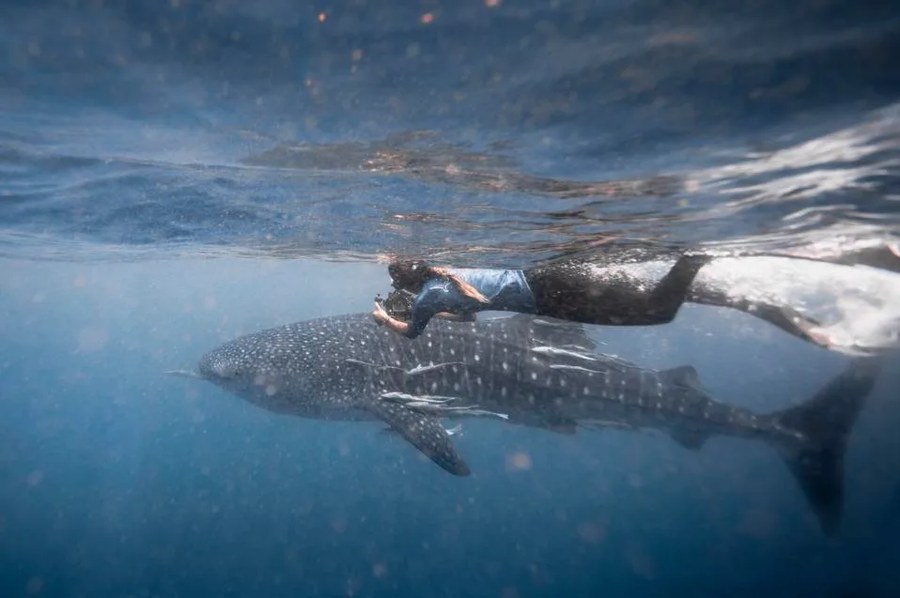 一只儒艮的印度洋历史性迁徙