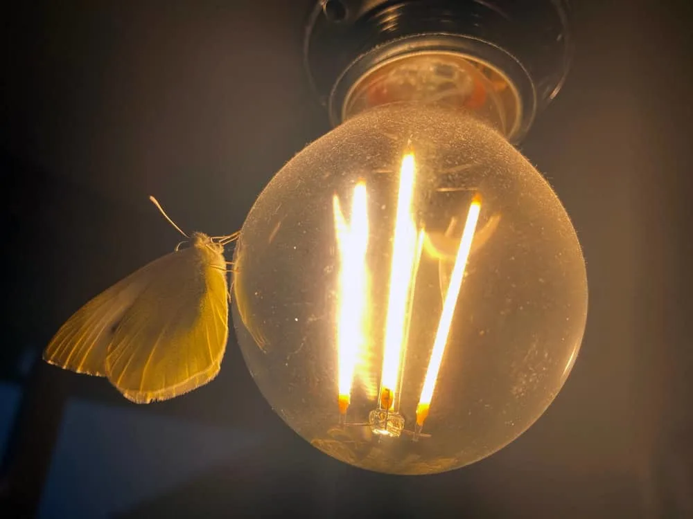 科学家终于解开蛾子为何无法停止飞向光源之谜(图1)