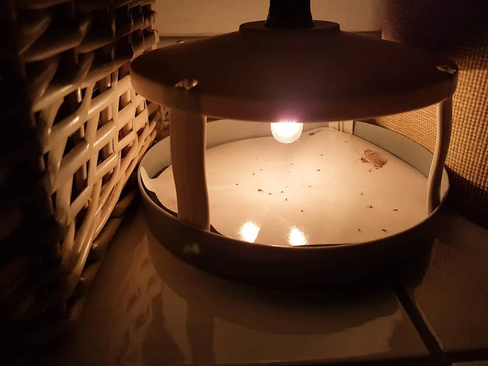 科学家终于解开蛾子为何无法停止飞向光源之谜(图5)