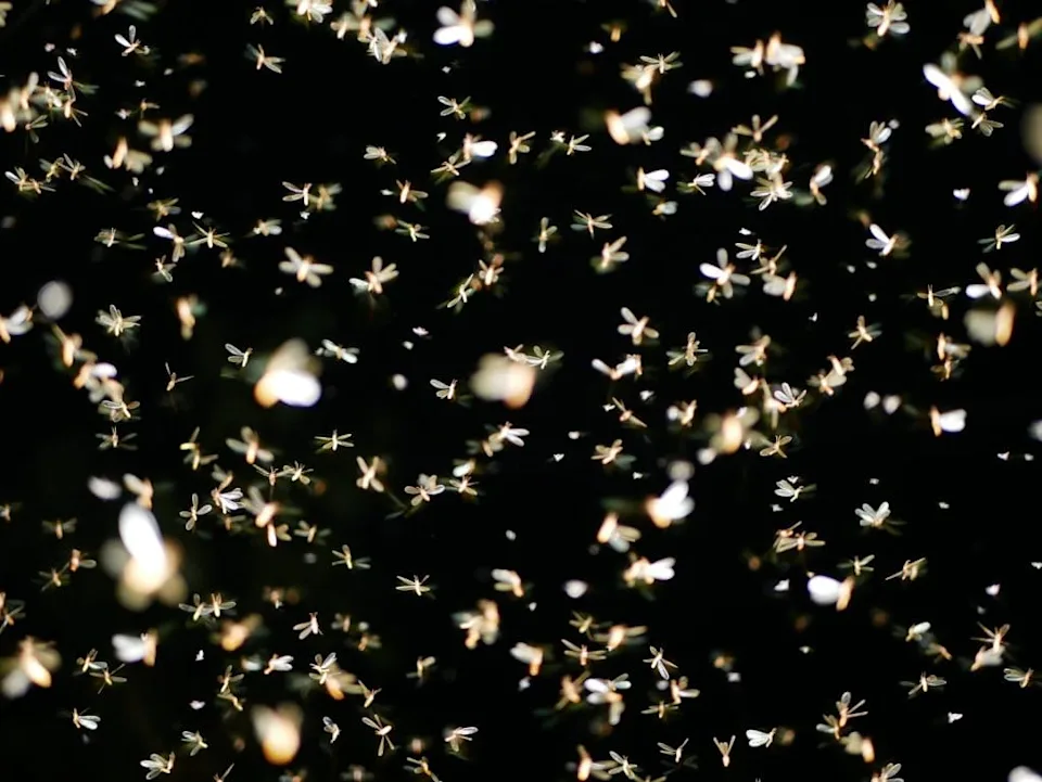 科学家终于解开蛾子为何无法停止飞向光源之谜(图4)