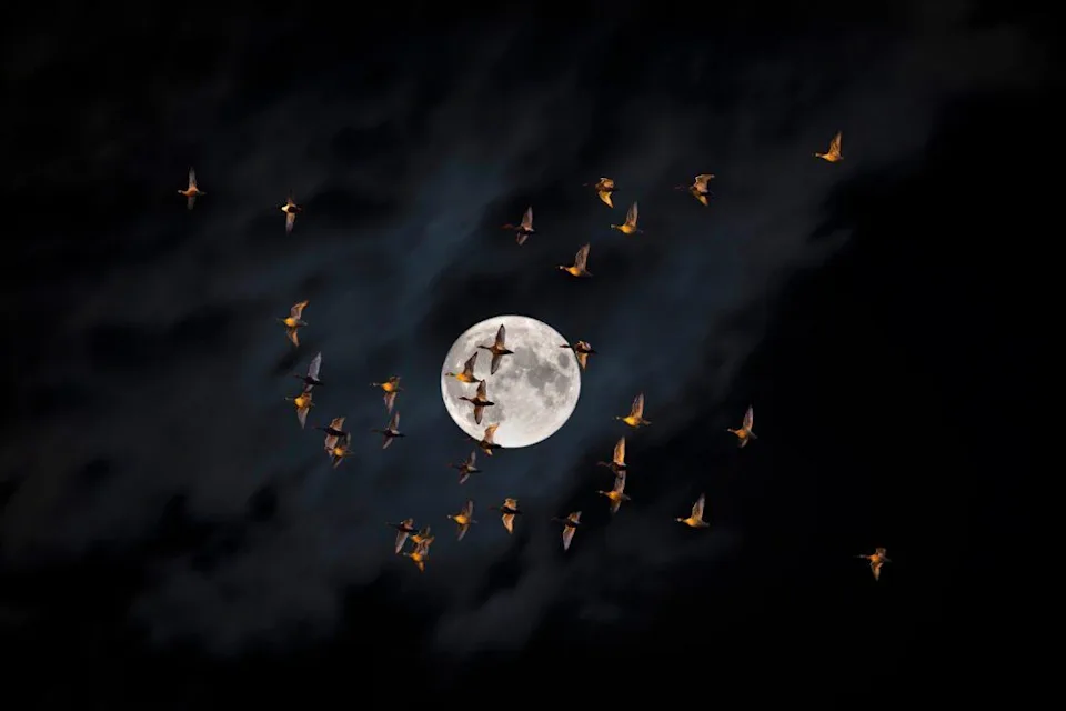 科学家终于解开蛾子为何无法停止飞向光源之谜(图3)