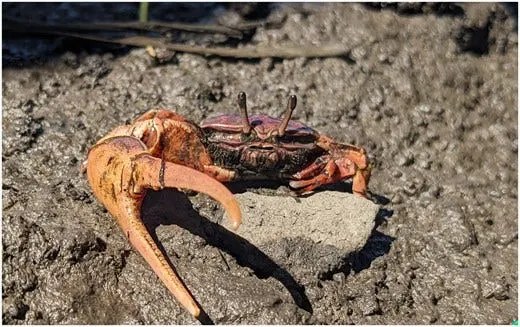 暖水北迁：潮蟹搬家