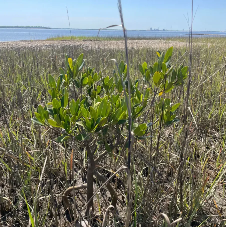 暖水北迁：潮蟹搬家(图2)