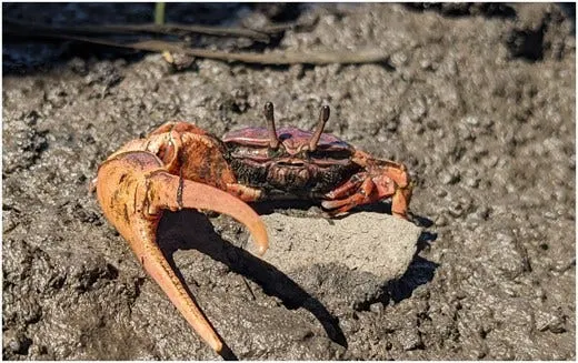 暖水北迁：潮蟹搬家(图1)