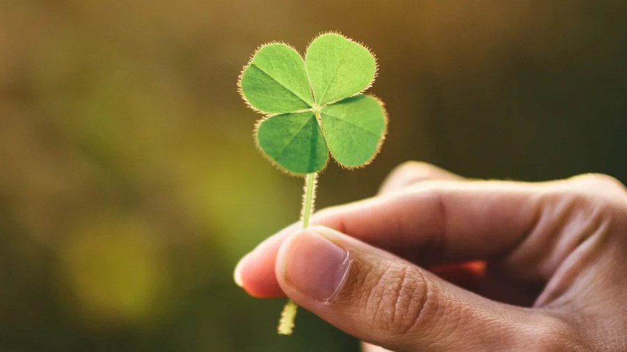 圣帕特里克节课本可能错了植物为什么是绿色的