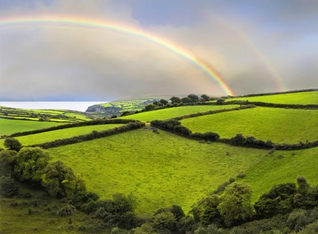 圣帕特里克节课本可能错了植物为什么是绿色的(图2)