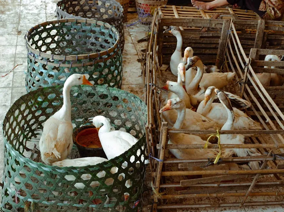 禽流感监测更智能 为何检测空气比检测鸟类更好(图3)