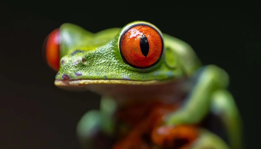 科学家揭示全球随处可见的隐藏物种