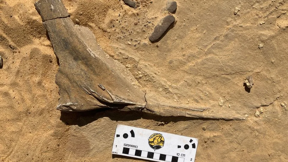 “地狱鹤”首个一百年内发现的棘龙新物种(图2)