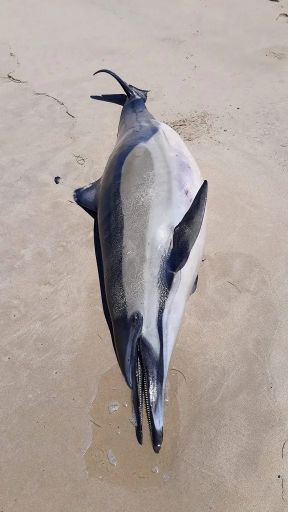 毛利海豚一发现就抗争灭绝(图4)