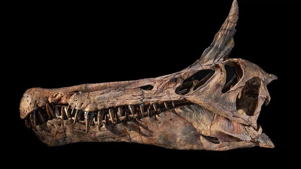 “地狱鹤”首个一百年内发现的棘龙新物种(图3)