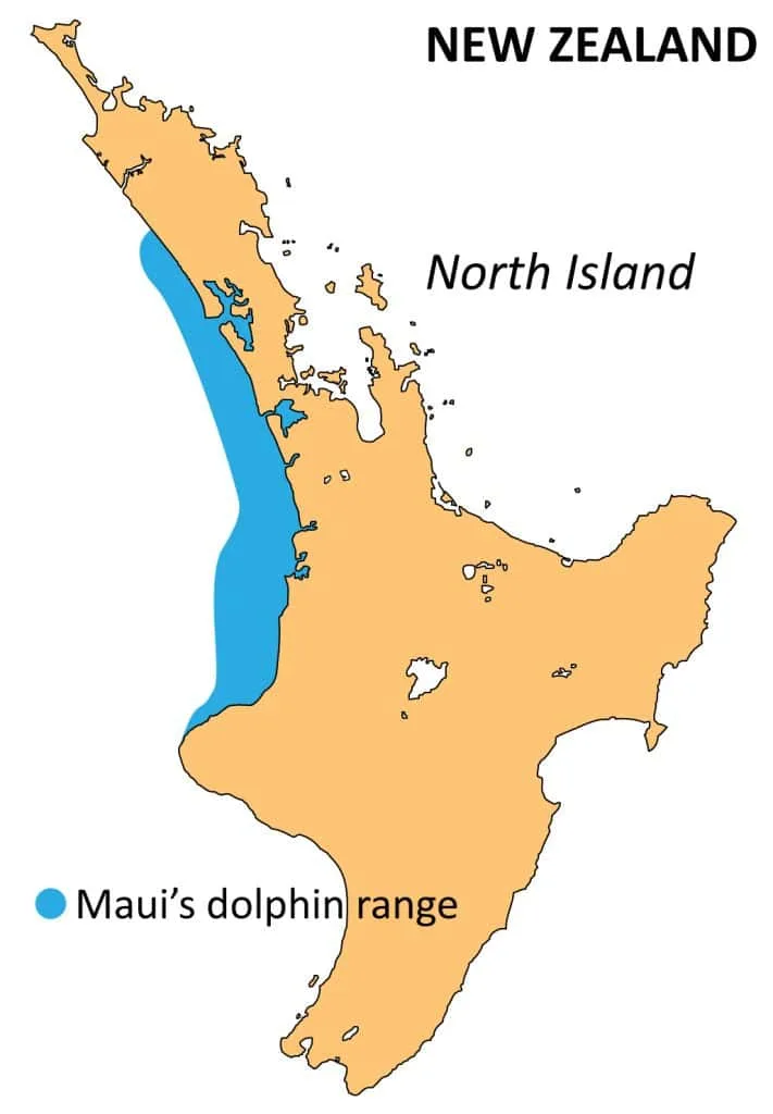 毛利海豚一发现就抗争灭绝(图2)