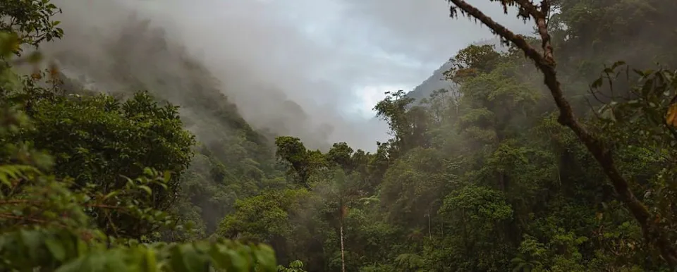 秘鲁鹦鹉之谜揭示安第斯山脉秘密贸易路线(图3)