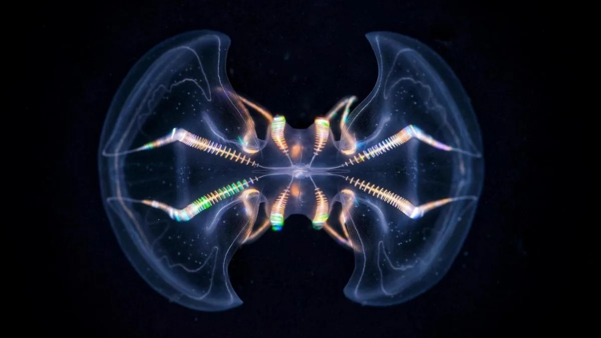 栉水母的“大脑”比我们 previously 认知的要复杂得多(图1)