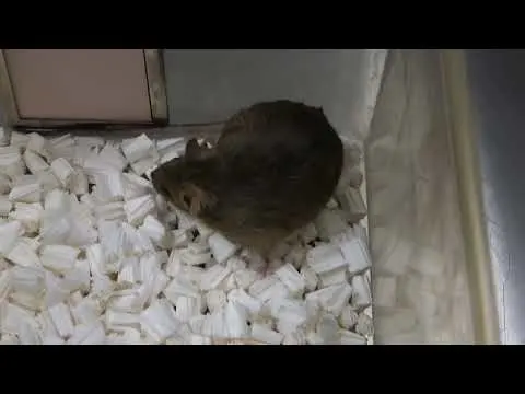 20年研究揭示基因克隆面临瓶颈(图2)