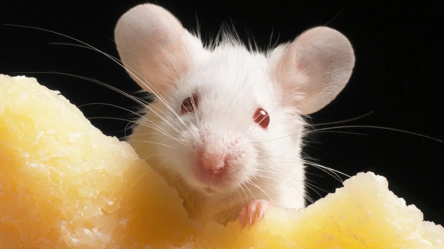 20年研究揭示基因克隆面临瓶颈