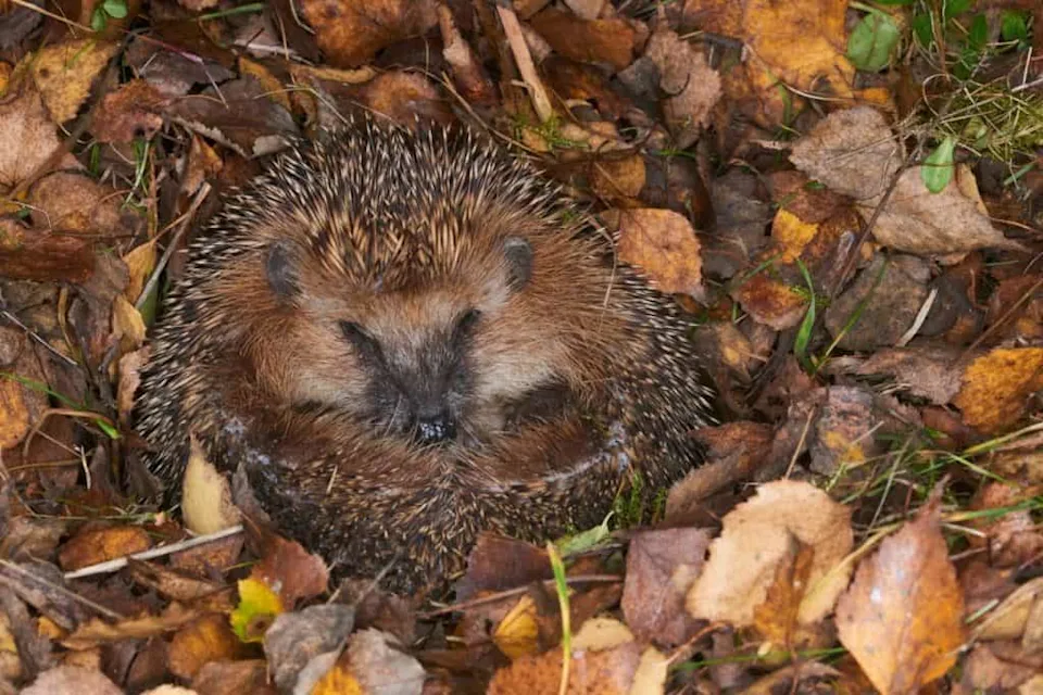 刺猬有隐藏的超声波能力可能保护它们免受现代危险(图2)