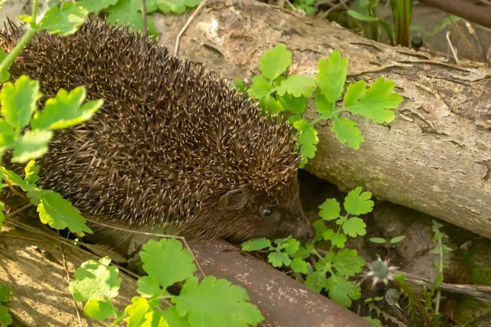 刺猬有隐藏的超声波能力可能保护它们免受现代危险(图3)