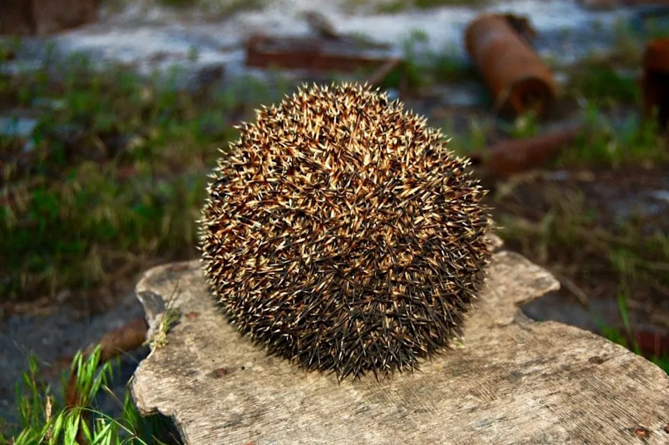 刺猬有隐藏的超声波能力可能保护它们免受现代危险(图5)