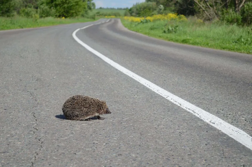 刺猬有隐藏的超声波能力可能保护它们免受现代危险(图4)