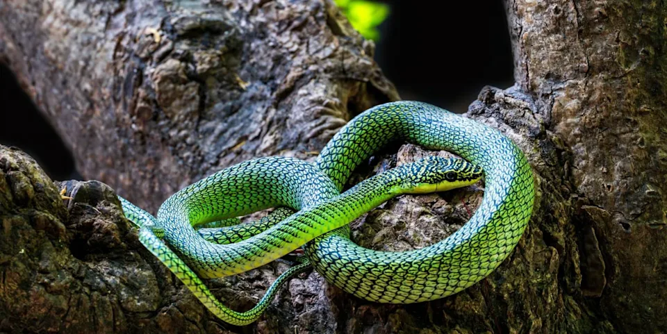 柬埔寨洞穴发现新物种——毒蝎蛇(图2)