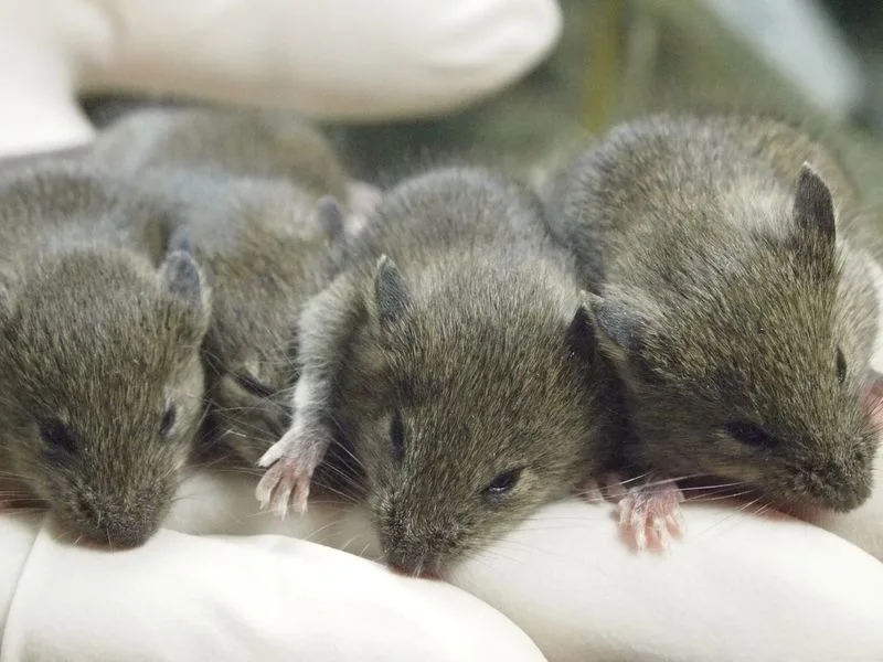 老鼠研究显示重复克隆导致严重基因突变(图3)