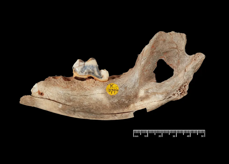 人类与狗相处的时间比我们想象的还要长(图2)