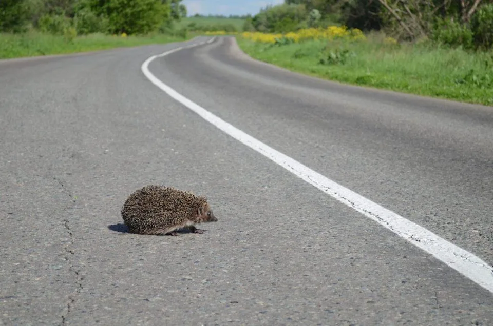 新工具可提前预测野生动物遗传崩溃(图2)