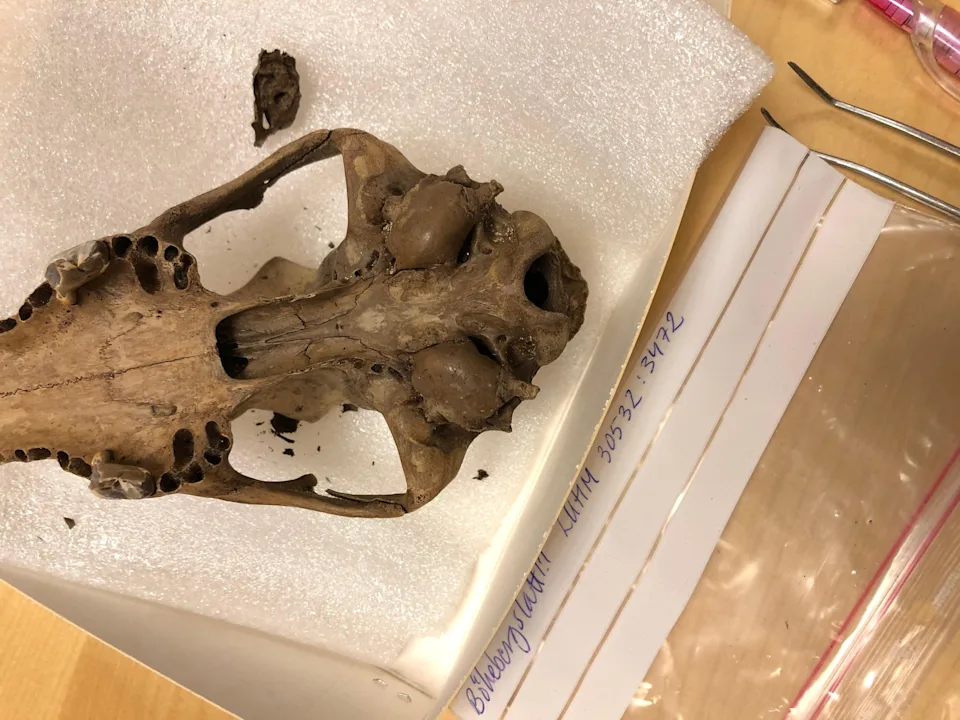 科学家们现在更好地理解了家犬如何全球扩散(图2)