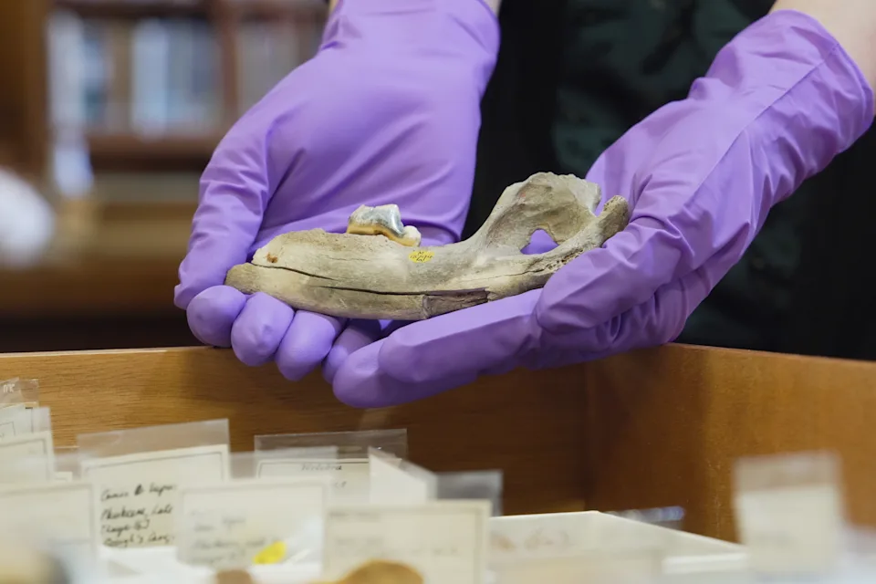 研究老狗有助于科学家了解它们的起源(图1)