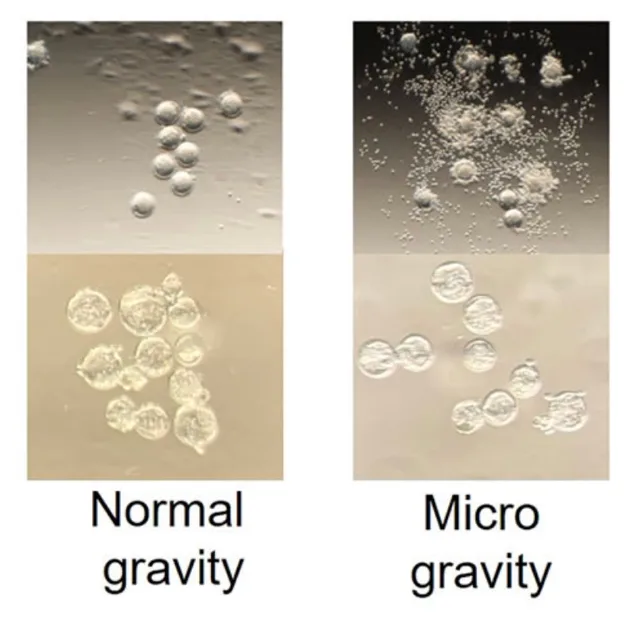 精子在微重力环境下会迷失方向 严重影响太空旅行(图2)