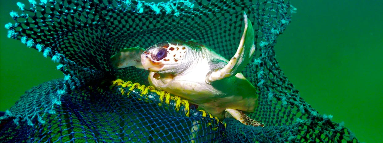 新捕鱼技术如何减少海龟和其他生物的误捕(图1)