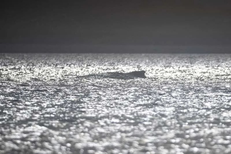 德国海岸附近搁浅鲸鱼处境堪忧