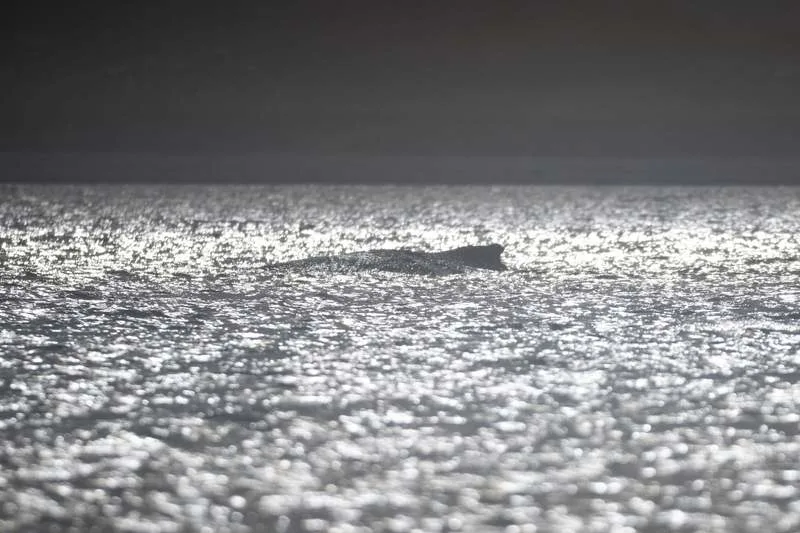 德国海岸附近搁浅鲸鱼处境堪忧(图1)