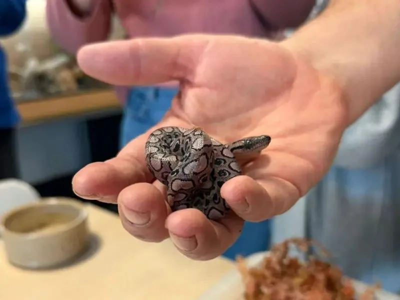 英国学院蛇再次产下处女胎(图1)