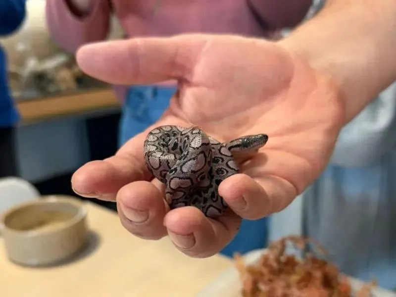 英国学院蛇再次产下处女胎