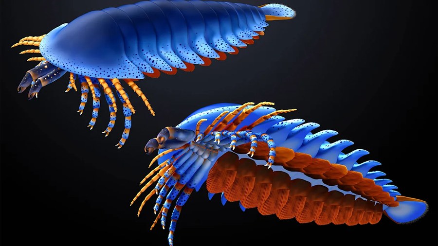 5亿年前的蜘蛛近亲拥有不该有的爪子