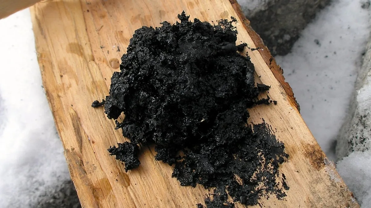 尼安德特人使用古代胶状物作为抗菌药物研究显示(图1)