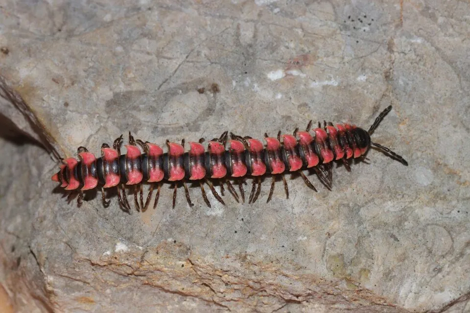 邂逅柬埔寨最新（最蓝）的洞蝰(图7)