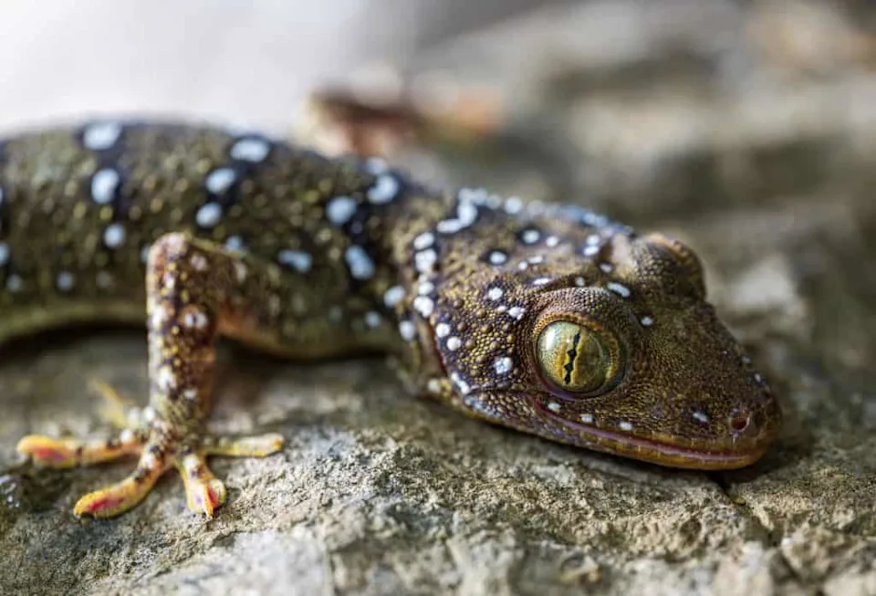 邂逅柬埔寨最新（最蓝）的洞蝰(图6)