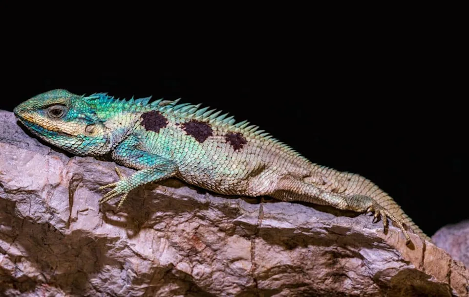 邂逅柬埔寨最新（最蓝）的洞蝰(图11)