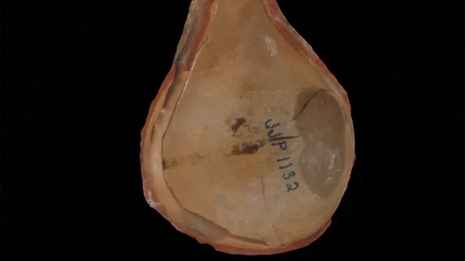 最年长的章鱼并非章鱼科学家发现(图2)