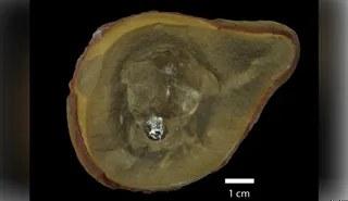曾被认为是最古老章鱼的生物其实并非章鱼