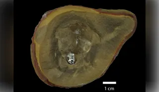 曾被认为是最古老章鱼的生物其实并非章鱼(图1)